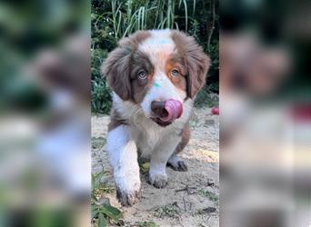 Australian Shepherd Welpen