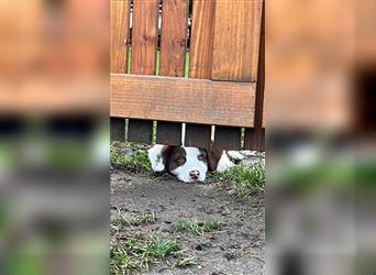 Australian Shepherd Welpen