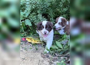 Australian Shepherd Welpen