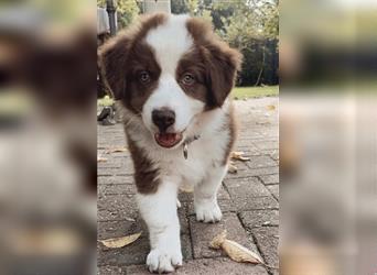 Australian Shepherd Welpen