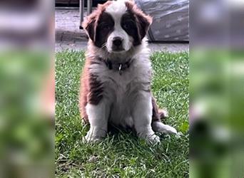 Australian Shepherd Welpen