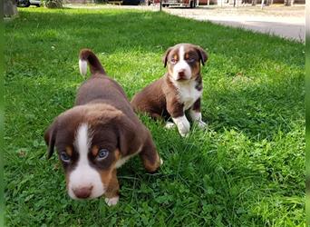 reinrassige Appenzeller Sennenhund welpen, Hündin oder Rüde, gechipt, geimpft, mehrfach entwurmt