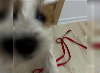 Weiblicher Jack Russell Terrier zu verkaufen