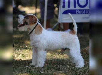 Weiblicher Jack Russell Terrier zu verkaufen