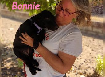 Bonnie 05/2024 (ESP) - niedliche und neugierige Bodeguero-Mix-Welpin!