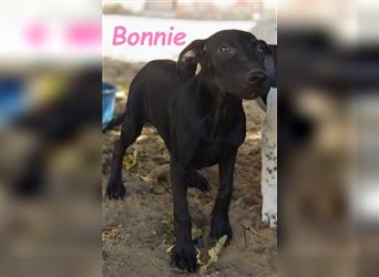 Bonnie 05/2024 (ESP) - niedliche und neugierige Bodeguero-Mix-Welpin!