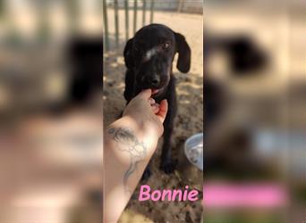 Bonnie 05/2024 (ESP) - niedliche und neugierige Bodeguero-Mix-Welpin!