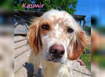 Kasmir 07/2022 (GRC) - süße, anhängliche English Setter Dame wünscht sich ein Zuhause!