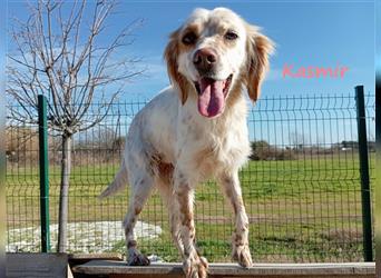 Kasmir 07/2022 (GRC) - süße, anhängliche English Setter Dame wünscht sich ein Zuhause!