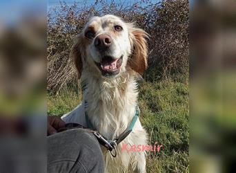 Kasmir 07/2022 (GRC) - süße, anhängliche English Setter Dame wünscht sich ein Zuhause!