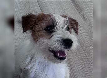 Weiblicher Jack Russell Terrier zu verkaufen