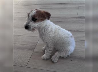 Weiblicher Jack Russell Terrier zu verkaufen