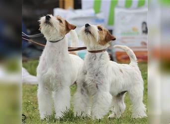 Weiblicher Jack Russell Terrier zu verkaufen