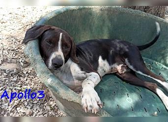 Apollo3 02/2020 (GR) - ausgeglichener, hübscher Pointer-Mix sucht Zuhause!