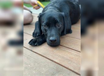 Unsere bildhübschen, vitalen Labradorwelpen sind gelandet!