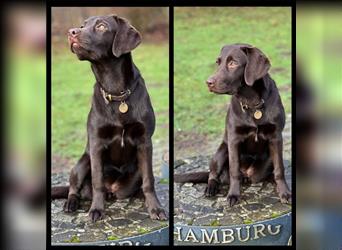 Wir erwarten bildhübsche, kerngesunde Labradorwelpen Mitte September