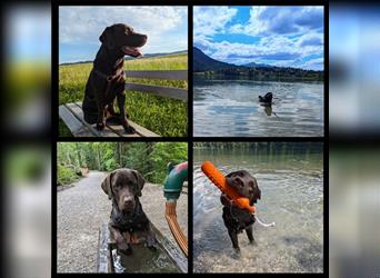 Wir erwarten bildhübsche, kerngesunde Labradorwelpen Mitte September