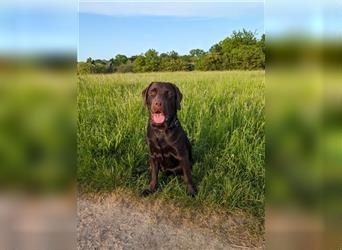 Wir erwarten bildhübsche, kerngesunde Labradorwelpen Mitte September