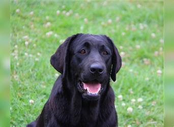 Wir erwarten bildhübsche, kerngesunde Labradorwelpen Mitte September