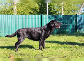 Unsere bildhübschen, vitalen Labradorwelpen sind gelandet!