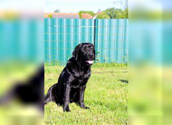 Wir erwarten bildhübsche, kerngesunde Labradorwelpen Mitte September