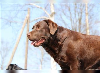 Wir erwarten bildhübsche, kerngesunde Labradorwelpen Mitte September