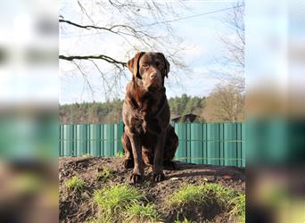 Wir erwarten bildhübsche, kerngesunde Labradorwelpen Mitte September