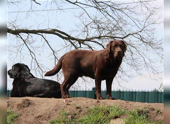 Wir erwarten bildhübsche, kerngesunde Labradorwelpen Mitte September