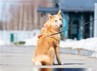 Fröhlicher Jem sucht passendes Zuhause