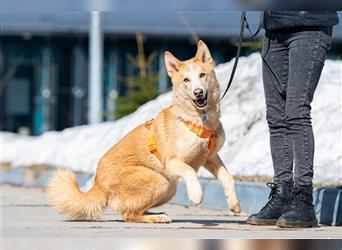 Fröhlicher Jem sucht passendes Zuhause