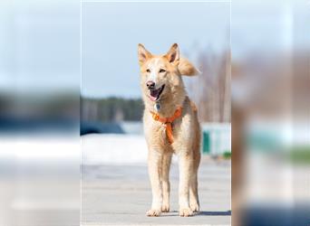 Fröhlicher Jem sucht passendes Zuhause