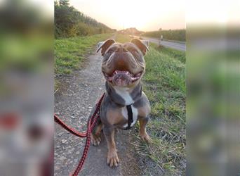 Old English Bulldogge Archie