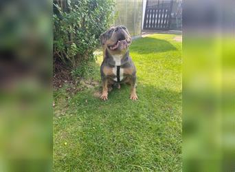 Old English Bulldogge Archie