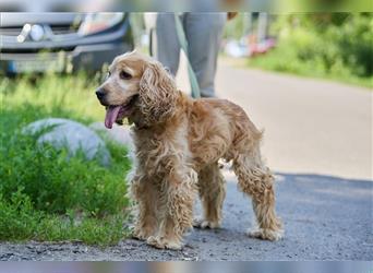 Englischer Cocker Spaniel LEXY sucht erfahrene Besitzer