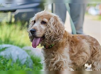 Englischer Cocker Spaniel LEXY sucht erfahrene Besitzer