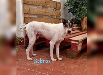 Sobras 06/2013 (ESP Pflegestelle) - liebevoller und genügsamer Ratonero Bodeguero Andaluz!