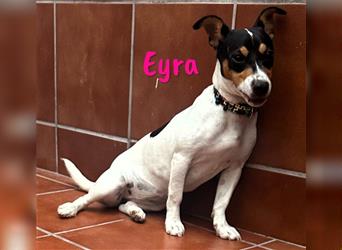 Eyra 11/2023 (ESP Pflegestelle) - verspieltes und cleveres Ratonero Bodeguero Andaluz Mädchen!