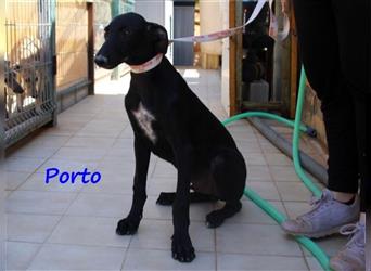 Porto 02/2024 (ESP) - zuckersüßer und neugieriger Galgo (Mix) Welpe!