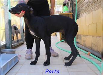 Porto 02/2024 (ESP) - zuckersüßer und neugieriger Galgo (Mix) Welpe!