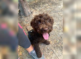 Lagotto Romagnolo Welpe Reinrassig