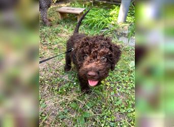 Lagotto Romagnolo Welpe Reinrassig