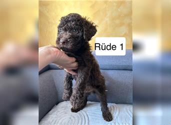 Lagotto Romagnolo Welpe Reinrassig