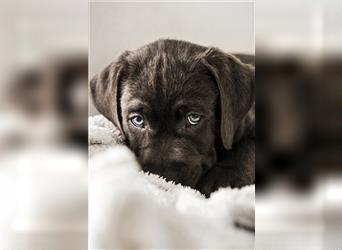 Bezaubernde Labradorwelpen mit Ahnentafel in charcoal 