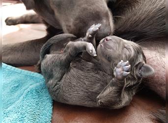 Bezaubernde Labradorwelpen mit Ahnentafel in charcoal 