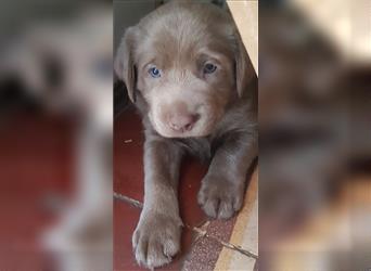 Bezaubernde Labradorwelpen mit Ahnentafel in charcoal 