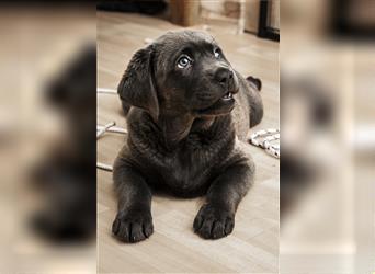 Bezaubernde Labradorwelpen mit Ahnentafel in charcoal 