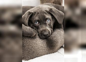 Bezaubernde Labradorwelpen mit Ahnentafel in charcoal 