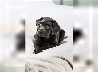 Bezaubernde Labradorwelpen mit Ahnentafel in charcoal 