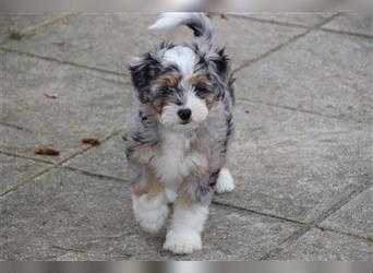 Aussiedoodle Traum ! Knuffige Welpen in tollen, wie seltenen Farben aus überprüfter Familienaufzucht