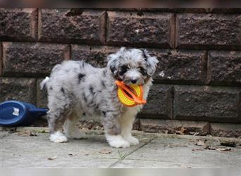 Aussiedoodle Traum ! Knuffige Welpen in tollen, wie seltenen Farben aus überprüfter Familienaufzucht